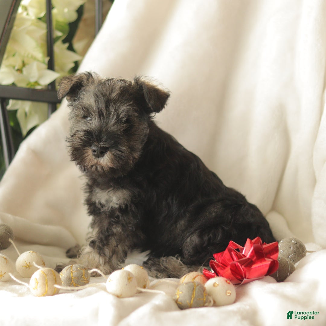 Miniature Schnauzer dogs for sale: Morty - Ad 2