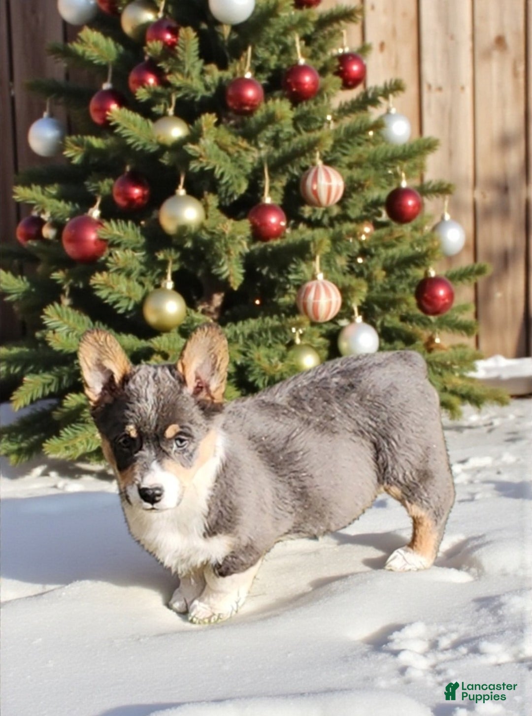 Welsh Corgi Pembroke dogs for sale: Alexa Bluie - Ad 9