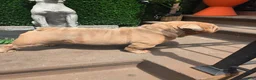 English Bulldog dogs for stud: OPEN FOR STUD - Ad 17