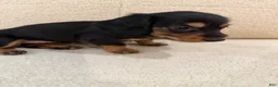 Miniature Dachshund dogs for sale: Miniature Dachshund 1 - Ad 8