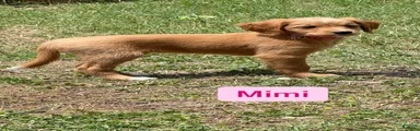 Mimi