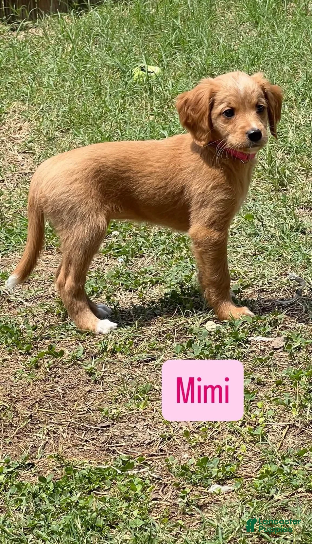 Mixed Breed dogs for sale: Mimi - Ad 1