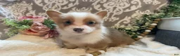 Welsh Corgi Pembroke dogs for sale: Smoky - Ad 7