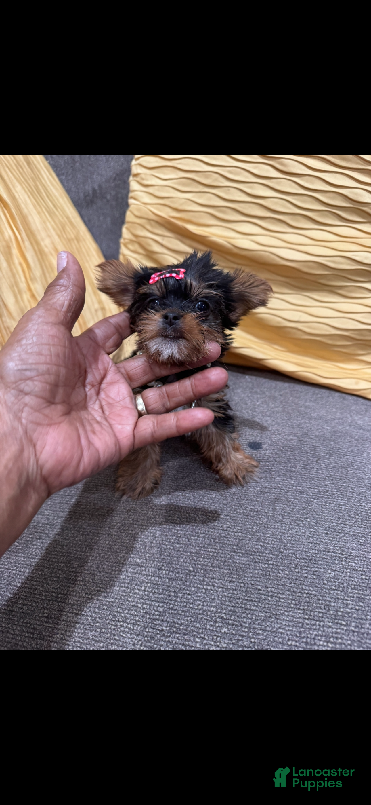 Yorkshire Terrier dogs Yorkshire Terrier 1 - Ad 38
