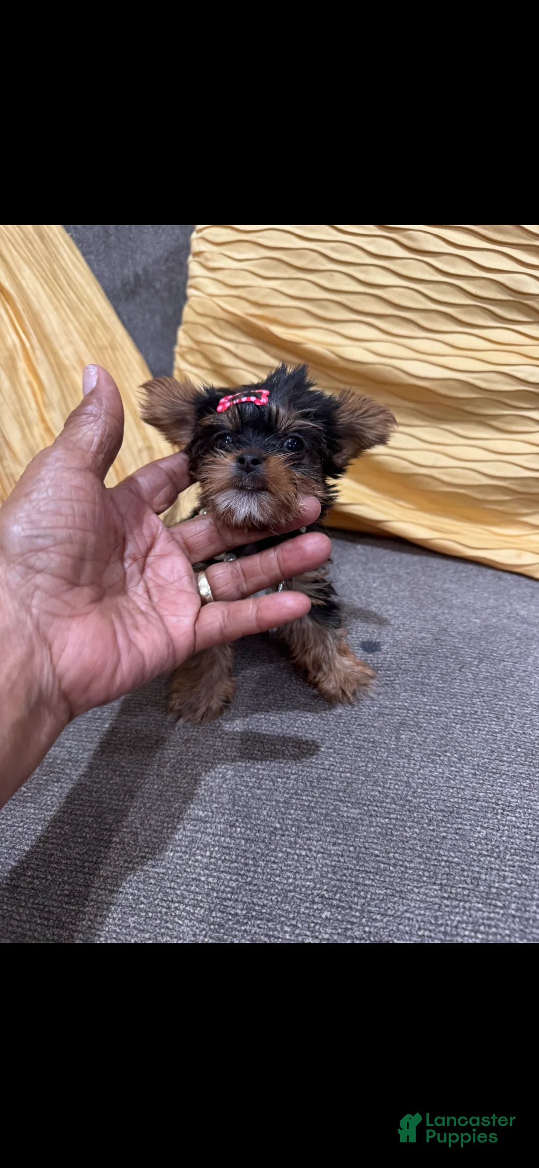 Yorkshire Terrier dogs for sale: Yorkshire Terrier 1 - Ad 1