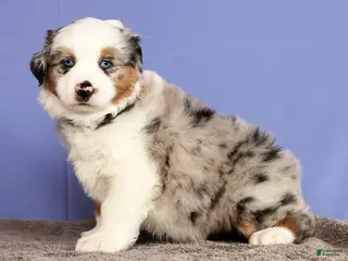 Miniature Australian Shepherd dogs Joey - Ad 26