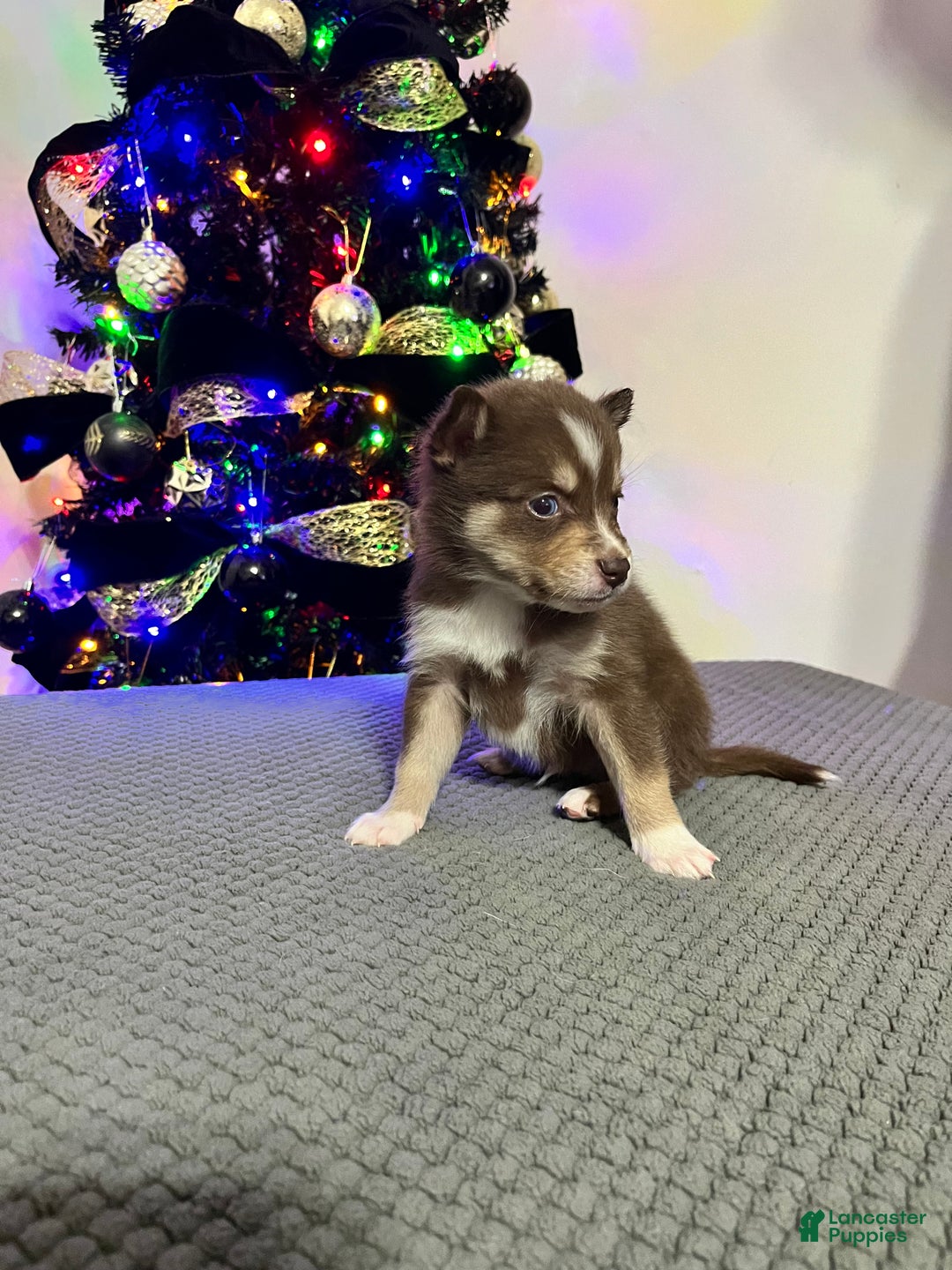 Pomsky dogs for sale: Master Splinter - Ad 2