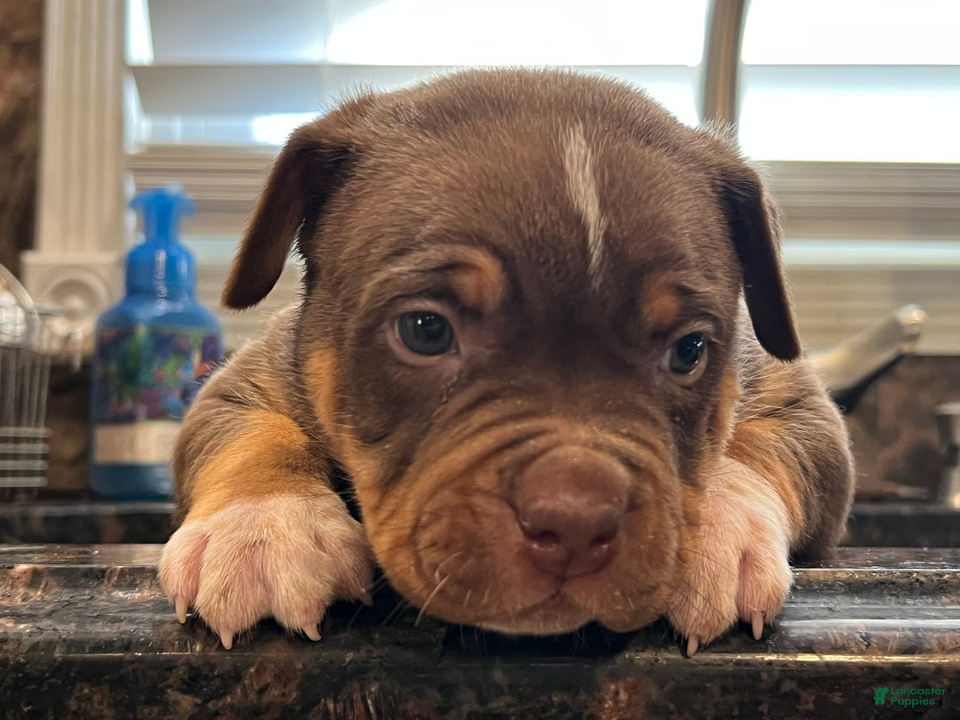 Blue Nose Pitbull Greyline Bully Gottiline Pitbull Kennels Shop