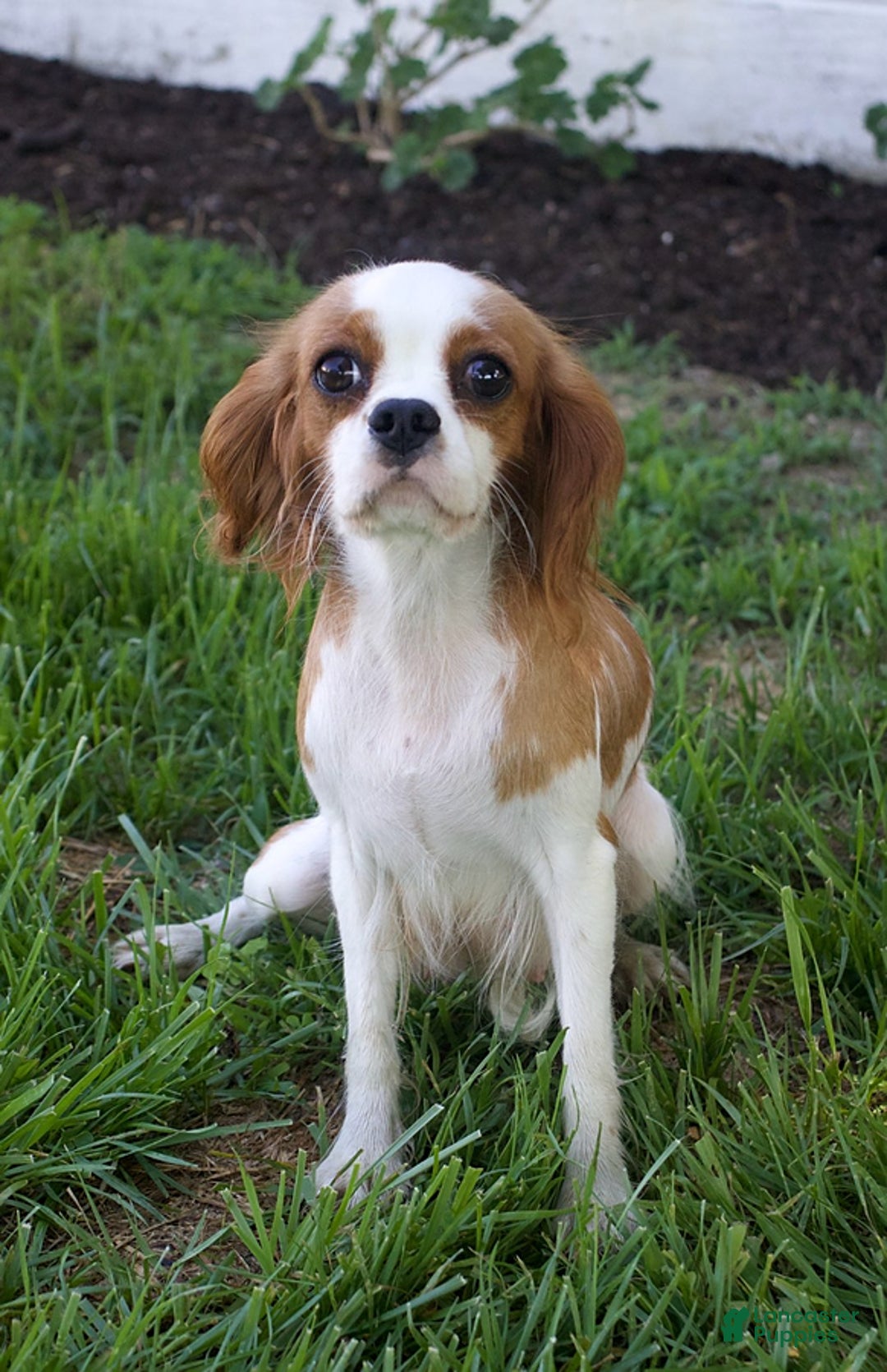 Cavapoo dogs for sale: Penny - Ad 6