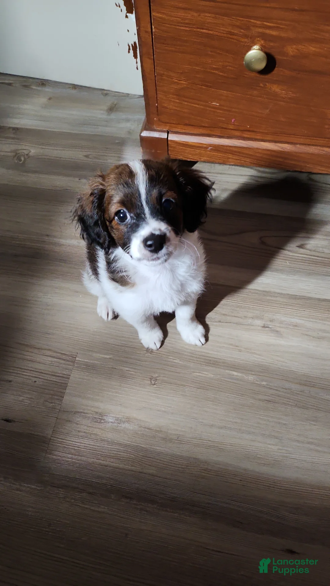Cavapoo dogs for sale: Jordan - Ad 1