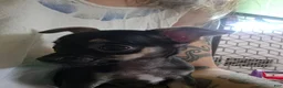 Chihuahua dogs for sale: Frankie (Chihuahua 3) - Ad 7