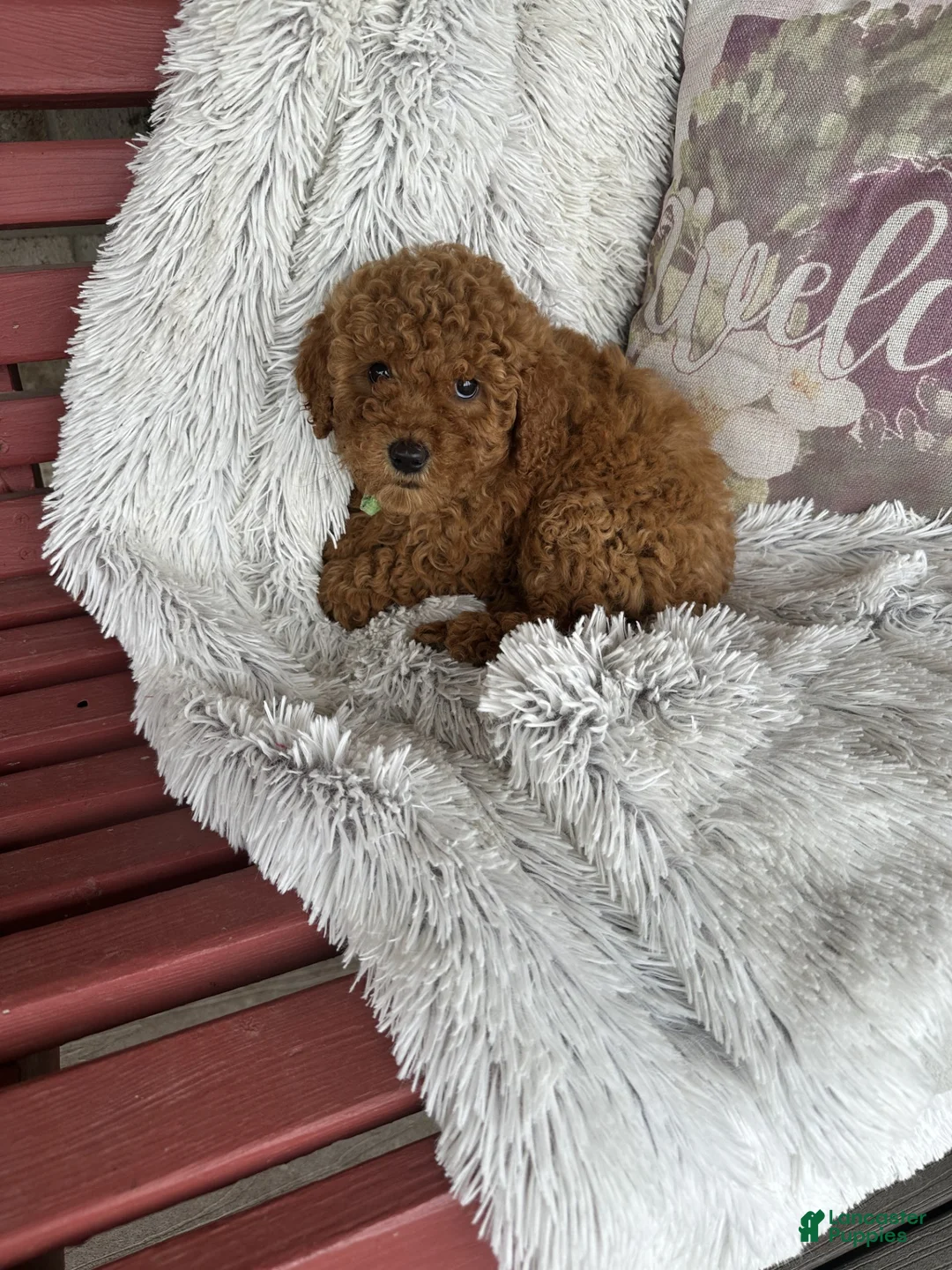 Mixed Breed dogs for sale: Jewels - Ad 2