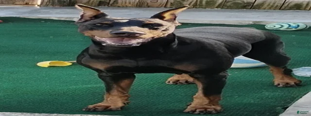Diva ( Coco )