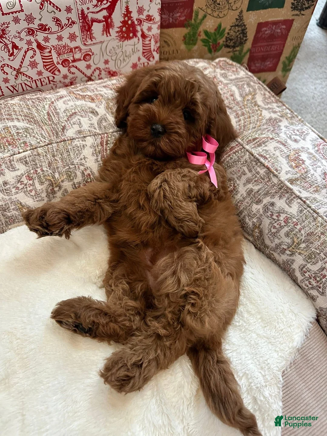 Cavapoo dogs for sale: Brittany - Ad 6