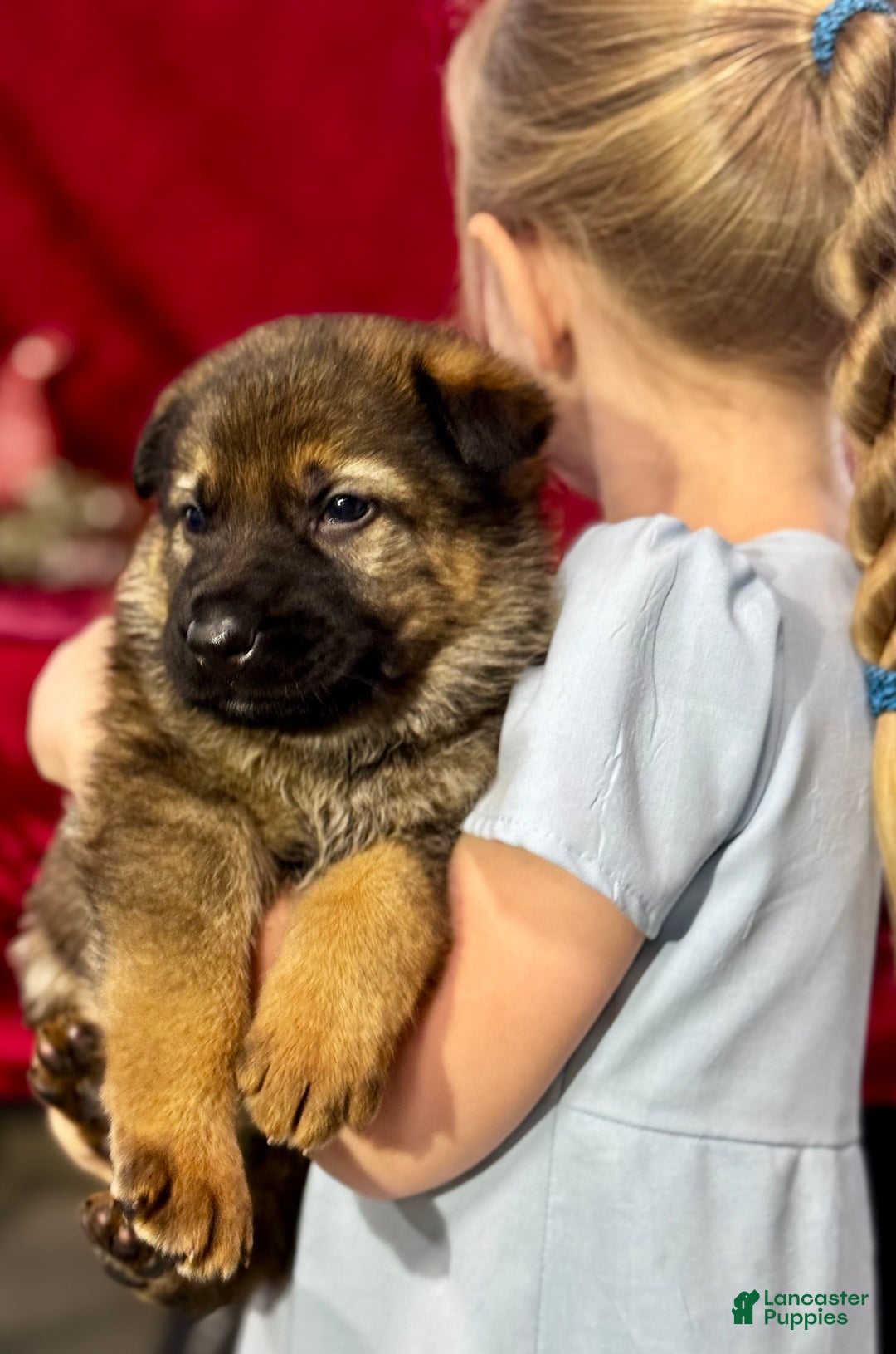 German Shepherd dogs for sale: Branson - Ad 8