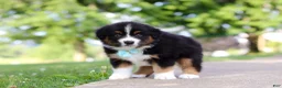 Miniature Australian Shepherd dogs for sale: Rustler - Ad 4