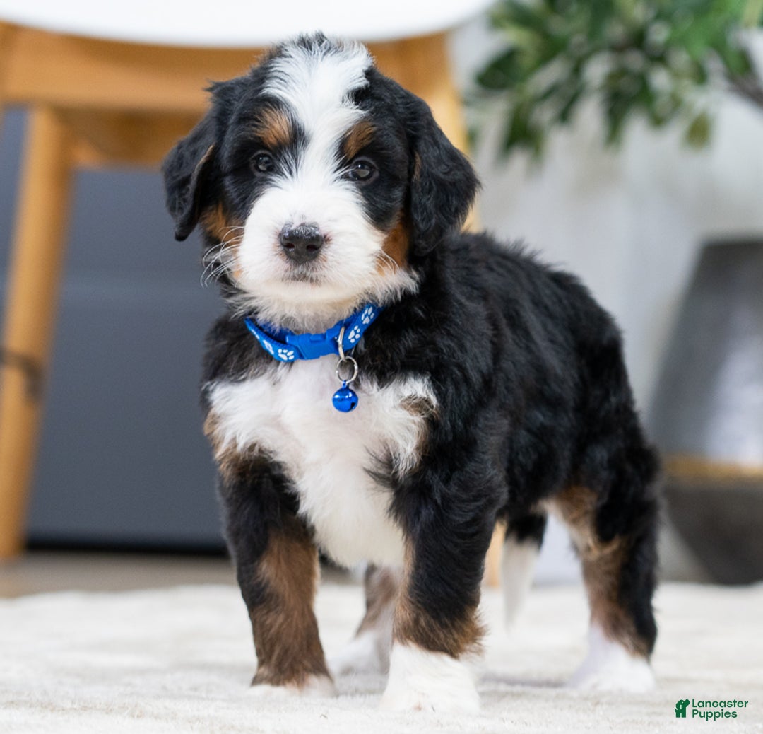 Mini Bernedoodle dogs for sale: Archy - Ad 3