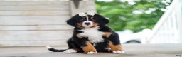 Bernese Mountain Dog dogs for sale: Bailey - Ad 1