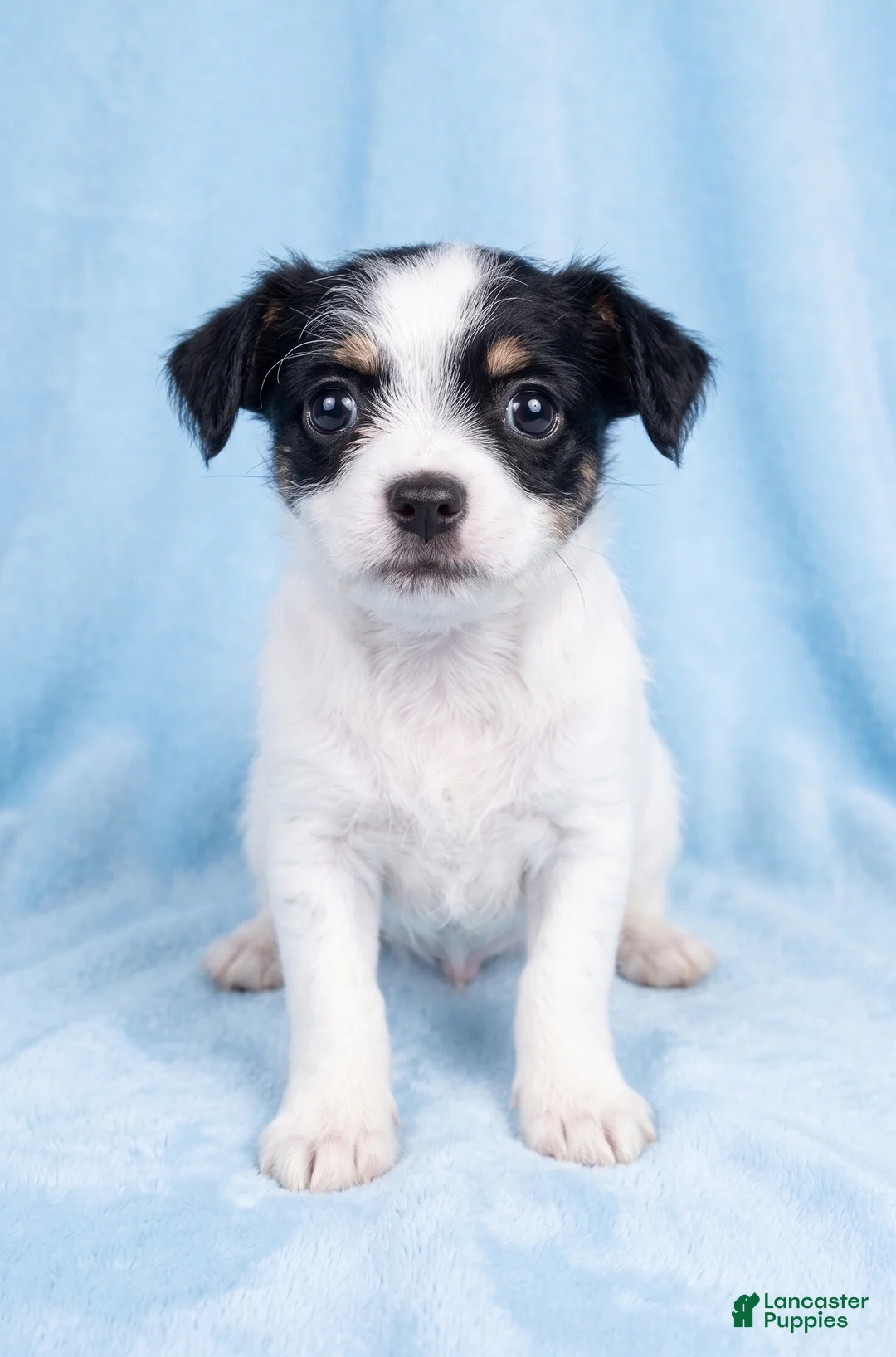 Mixed Breed dogs for sale: Bentley - Ad 1