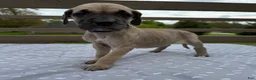 Great Dane dogs for sale: Ditalini (Purple) - Ad 6