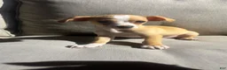 Chihuahua dogs for sale: Drake - Ad 2