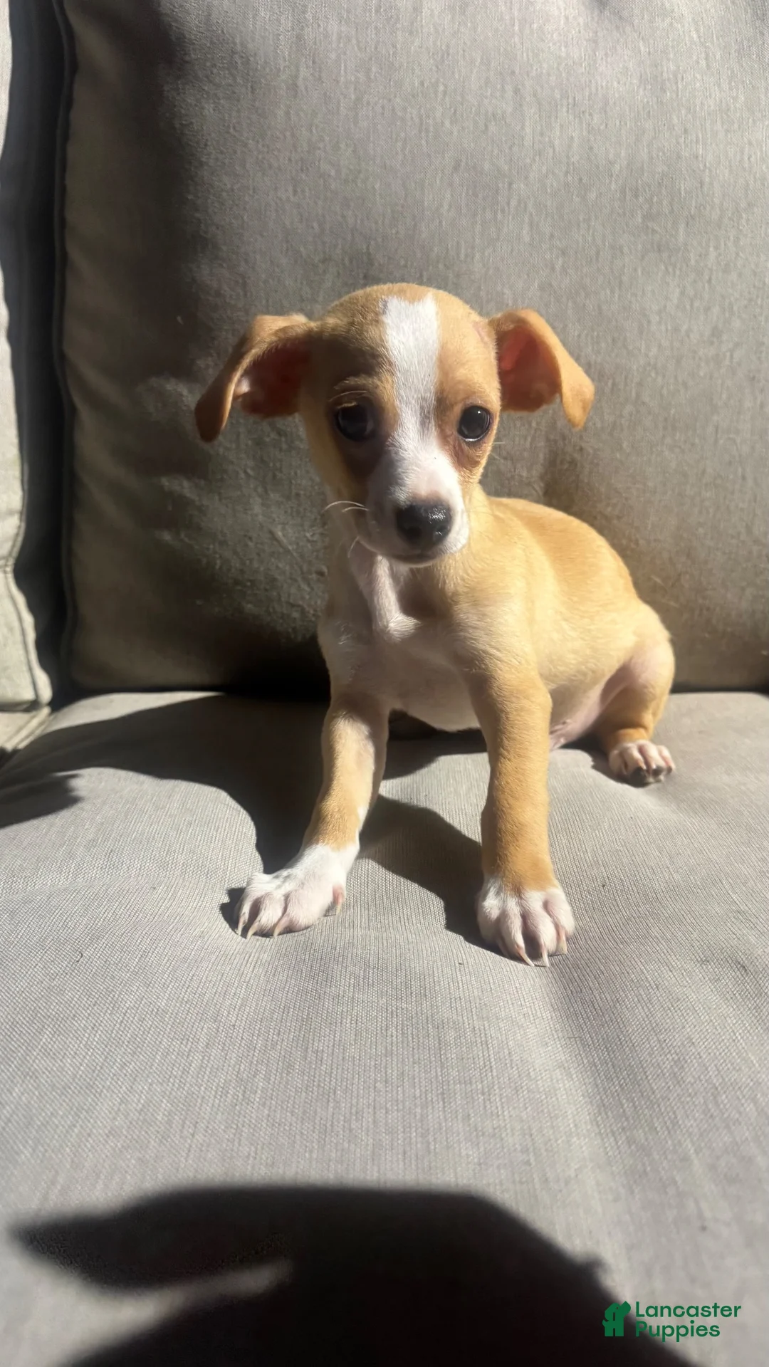 Chihuahua dogs for sale: Drake - Ad 2
