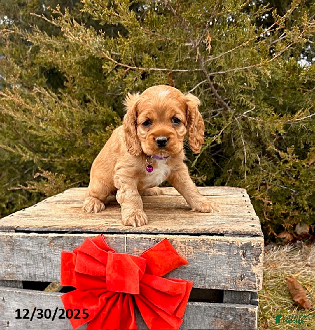 Cocker Spaniel dogs for sale: Zinnia - Ad 2