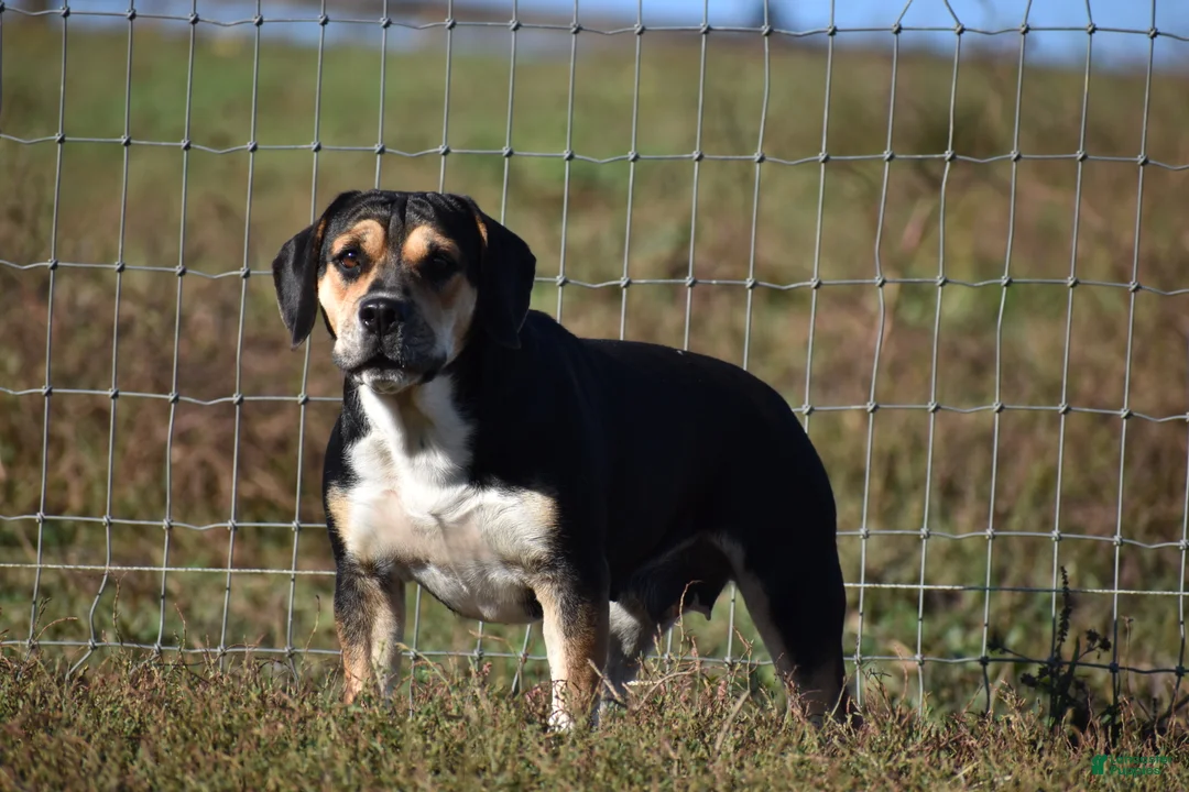 Beabull dogs for sale: Ember - Ad 12