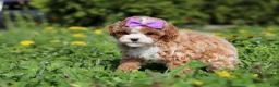 Cavapoo dogs for sale: Bella Rae - Ad 17