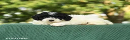 Miniature Poodle dogs for sale: Clover - Ad 3