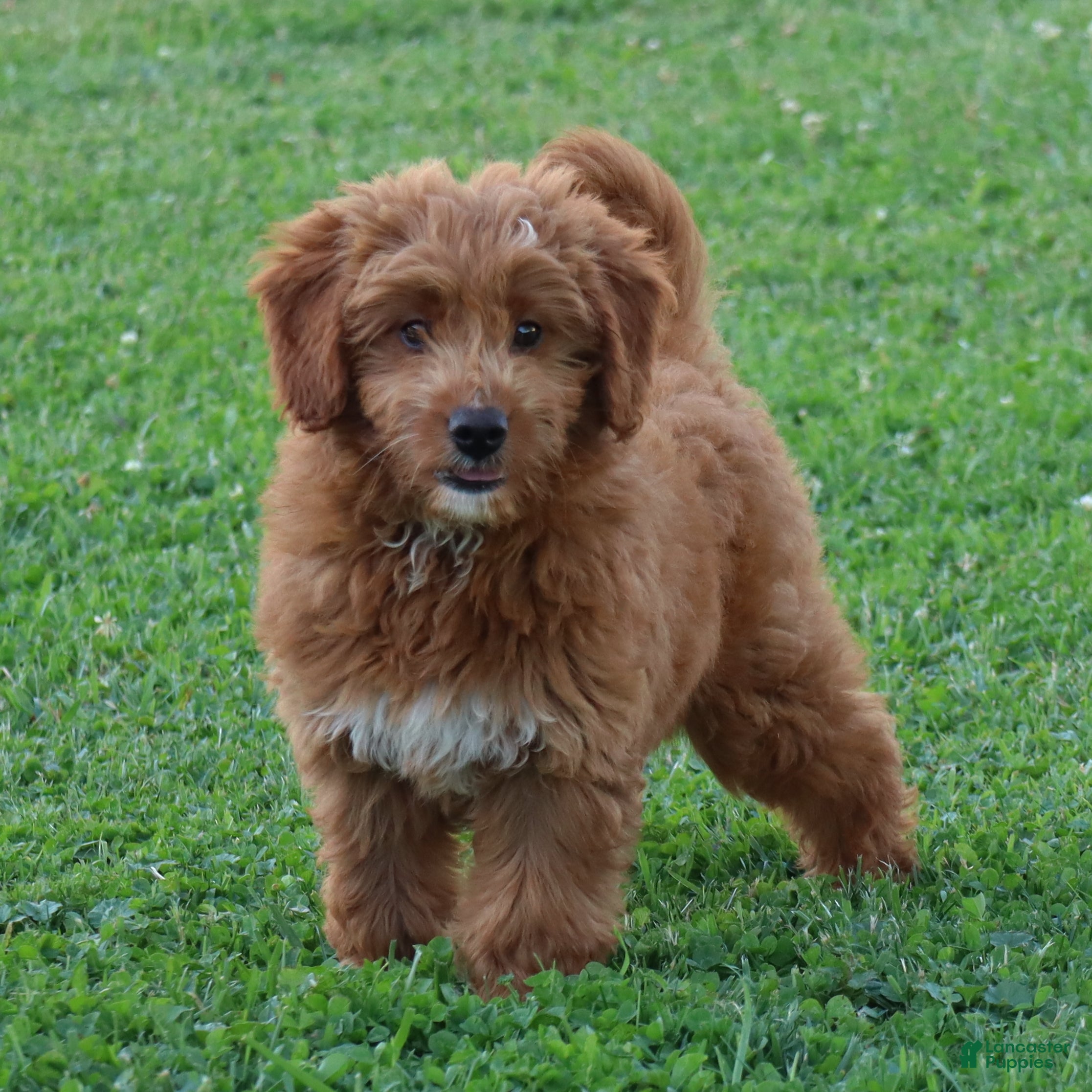 Mini Goldendoodle dogs Vicky - Ad 2