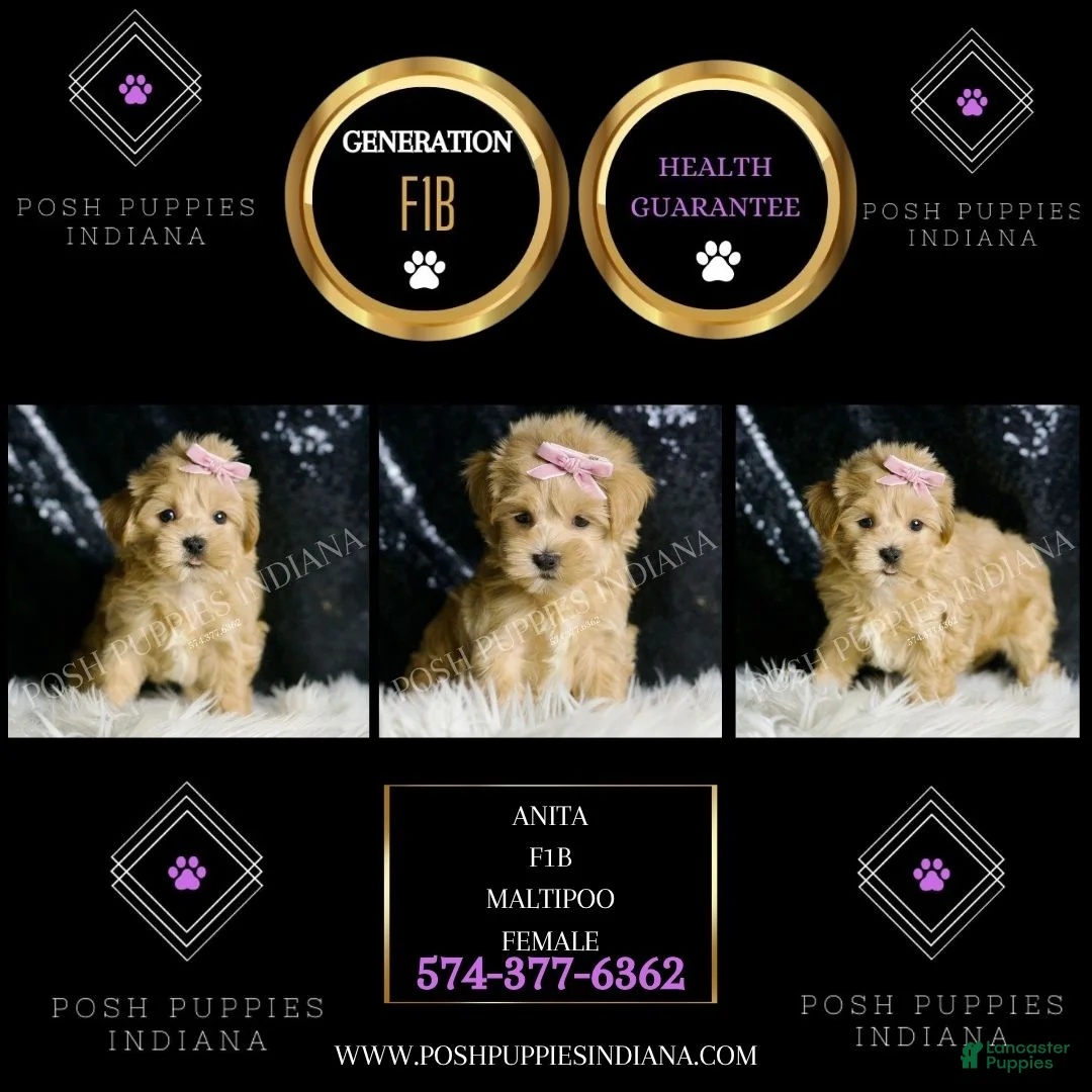Maltipoo dogs for sale: Anita  - Ad 2