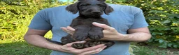 Labradoodle dogs for sale: Labradoodle 1 - Ad 3