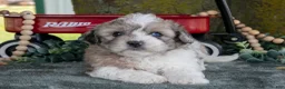 Shihpoo dogs for sale: Meena - Ad 2