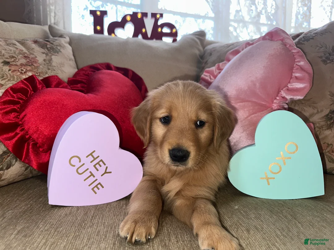 Golden Retriever dogs for sale: Ms. Heart Throb - Ad 1