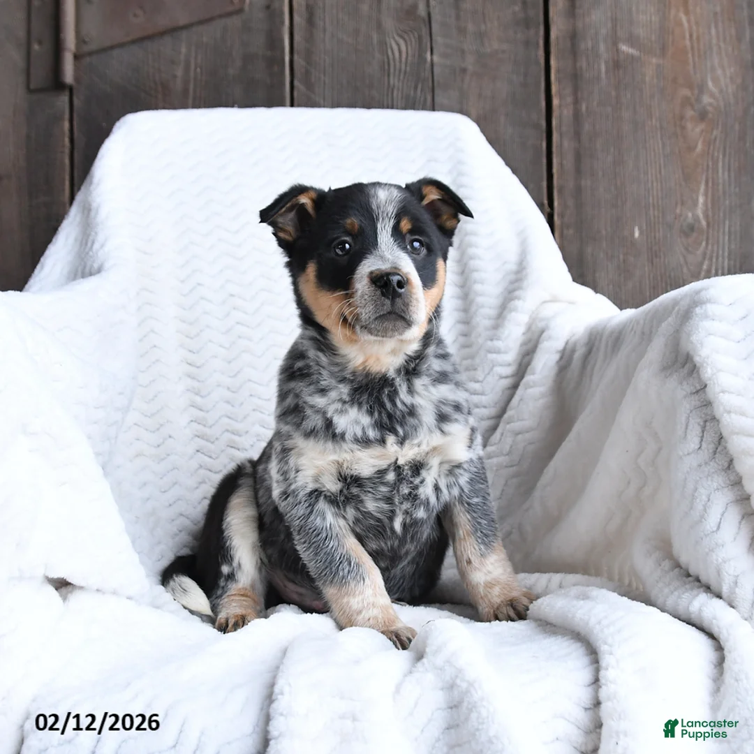 Australian Cattle Dog dogs for sale: Moose - Ad 3
