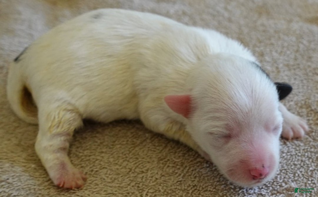 Yorkshire Terrier dogs for sale: Lyra super unique - Ad 6