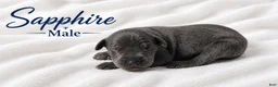 Great Dane dogs for sale: Sapphire  - Ad 2