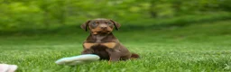 Doberman Pinscher dogs for sale:  Delilah (Red Rust)🐶 - Ad 5