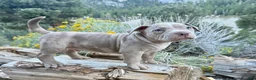 American Bully dogs for sale: Leo - Ad 5