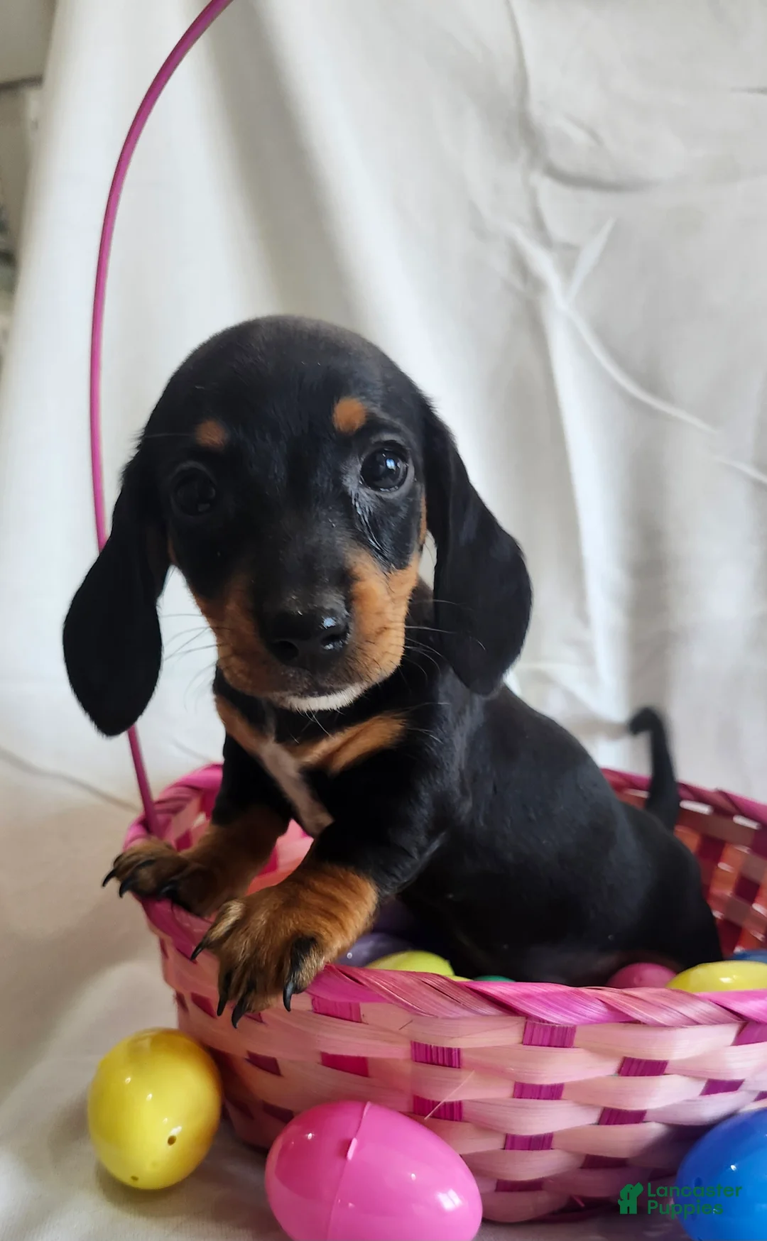 Miniature Dachshund dogs for sale: Lena - Ad 2