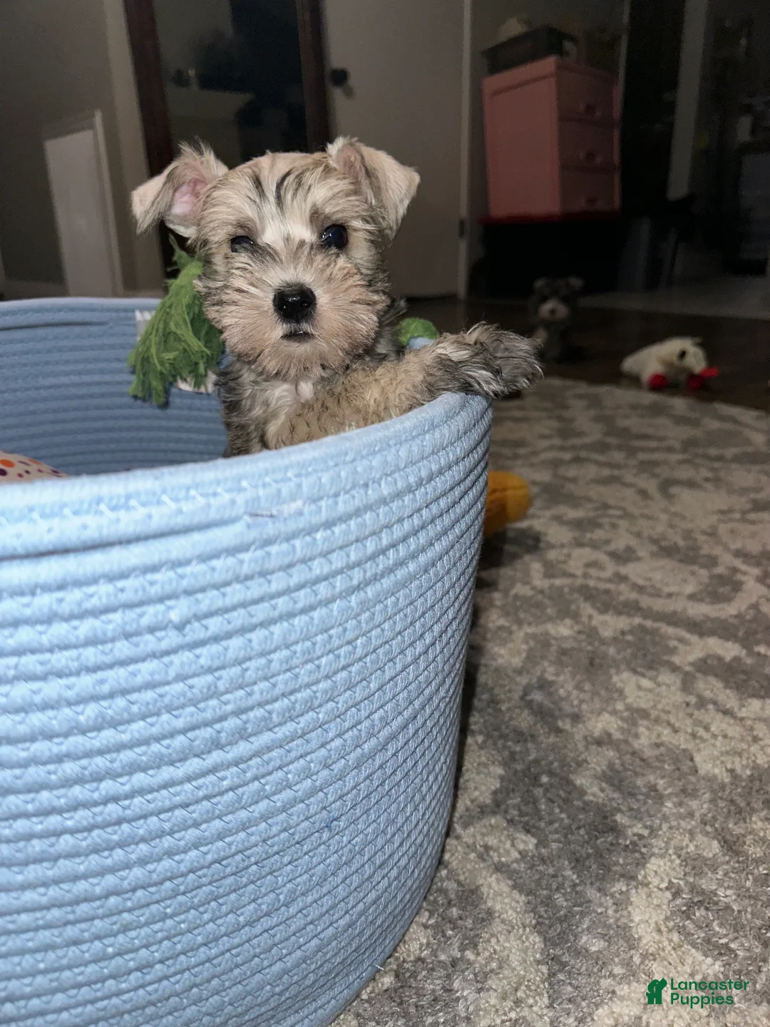 Miniature Schnauzer dogs for sale: Miniature Schnauzer 3 - Ad 2