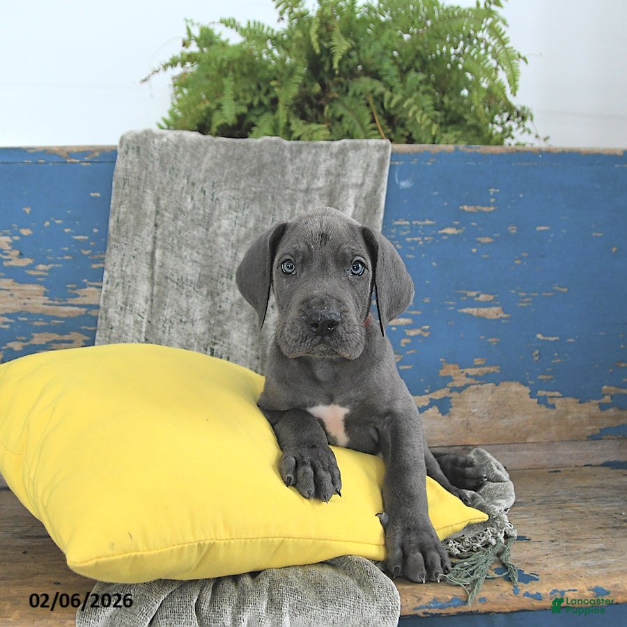 Great Dane dogs Clifford - Ad 20