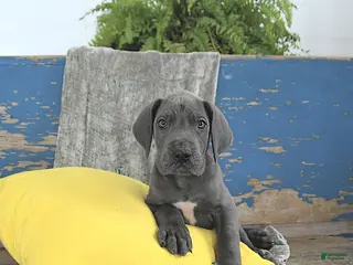 Great Dane dogs Clifford - Ad 20