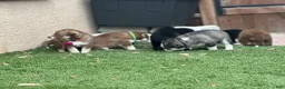 Pomsky dogs for sale: Flint - Ad 9