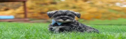 Miniature Schnauzer dogs for sale: Leo - Ad 7