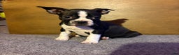Boston Terrier dogs for sale: Henry - Ad 2