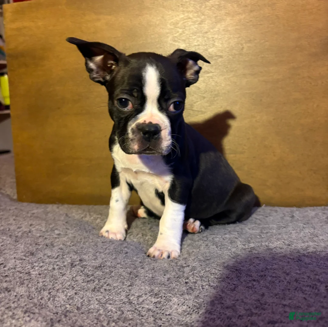 Boston Terrier dogs for sale: Henry - Ad 2