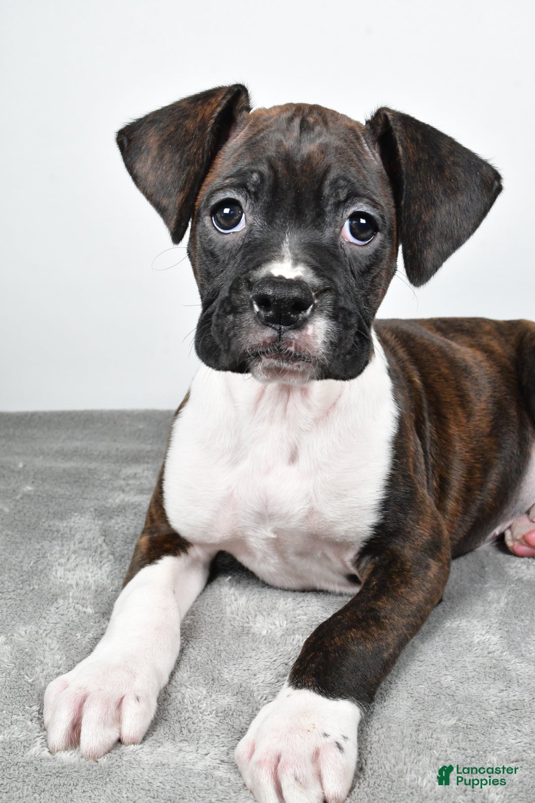 Boxer dogs for sale: Abbie - Ad 10