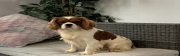 Cavalier King Charles Spaniel dogs for sale: KING - Ad 8